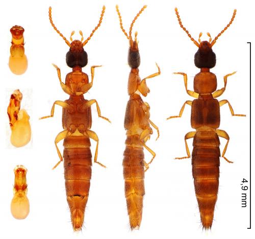 Lithocharis nigriceps